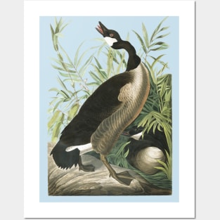 Audubons Canada Goose Posters and Art